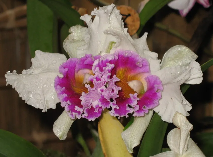 Cattleya Orchid Cultivars (Cattleya Cv.) — with its regal blooms and vibrant hues
