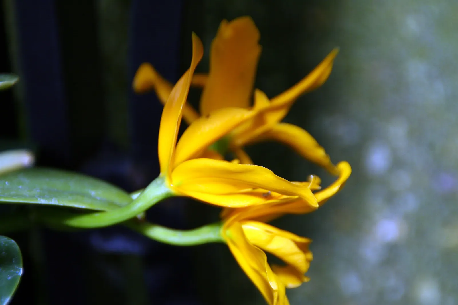 Cattleya Orchid Cultivars (Cattleya Cv.) — Cattleya cv., renowned for large, vibrant blooms, thrives in bright indirect light and high humidity; perfect for