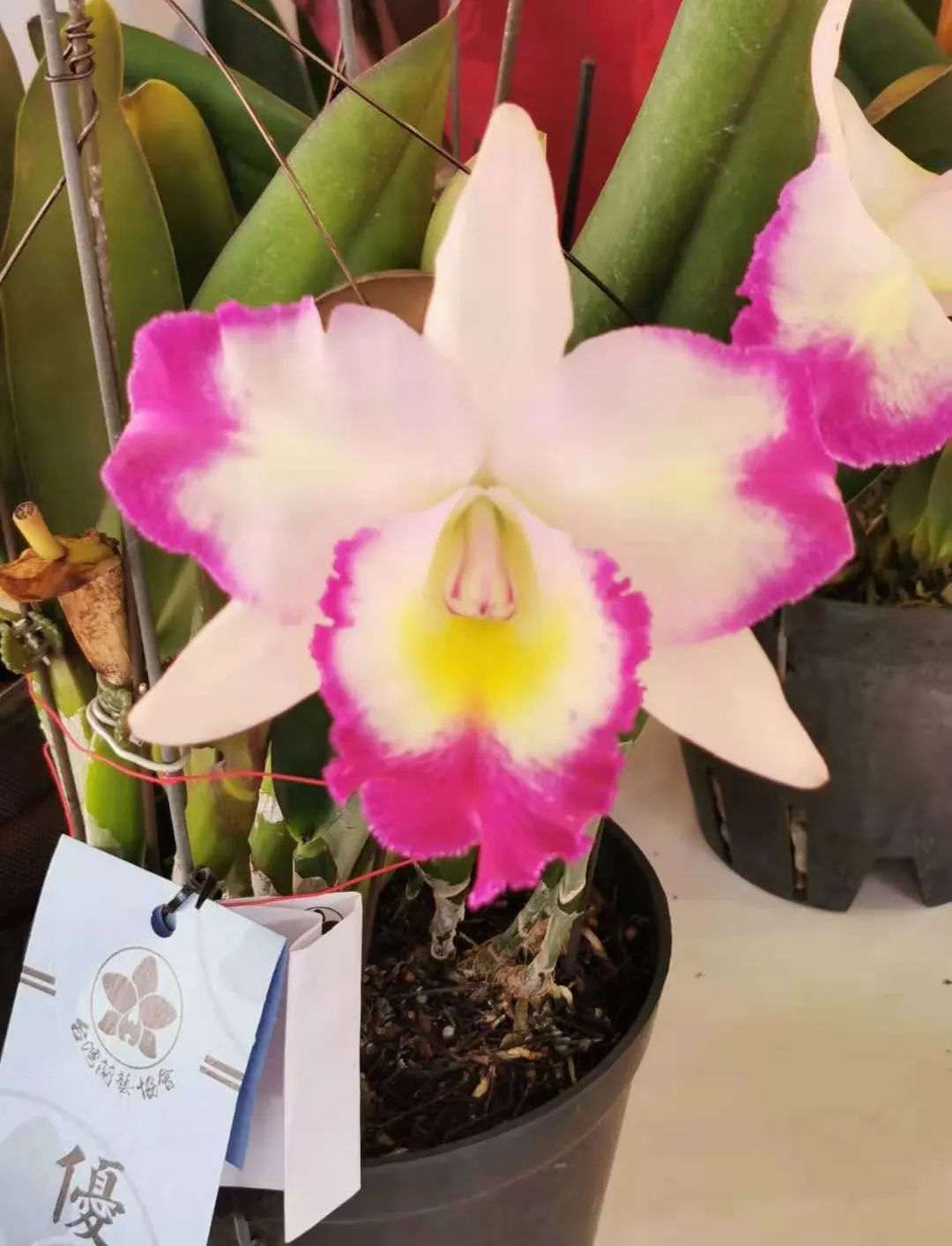 Cattleya Orchid Cultivars (Cattleya Cv.) — such as coarse bark or specially formulated orchid mixes; and thus placements should be chosen to, image 72