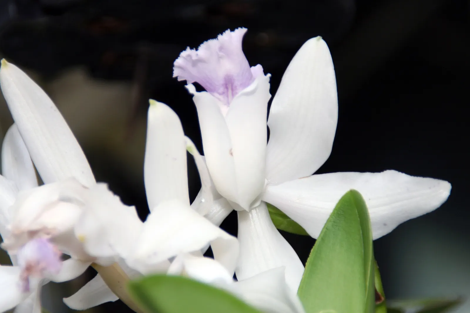 Cattleya Orchid Cultivars (Cattleya Cv.) — For a garden placement, east or west-facing settings are ideal, providing gentle morning or afternoon, image 71