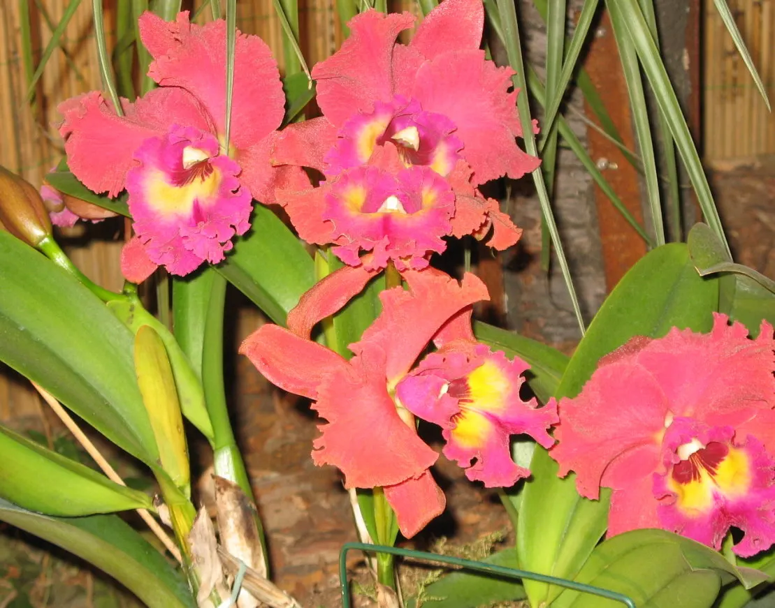Cattleya Orchid Cultivars (Cattleya Cv.) — typically once to twice a year