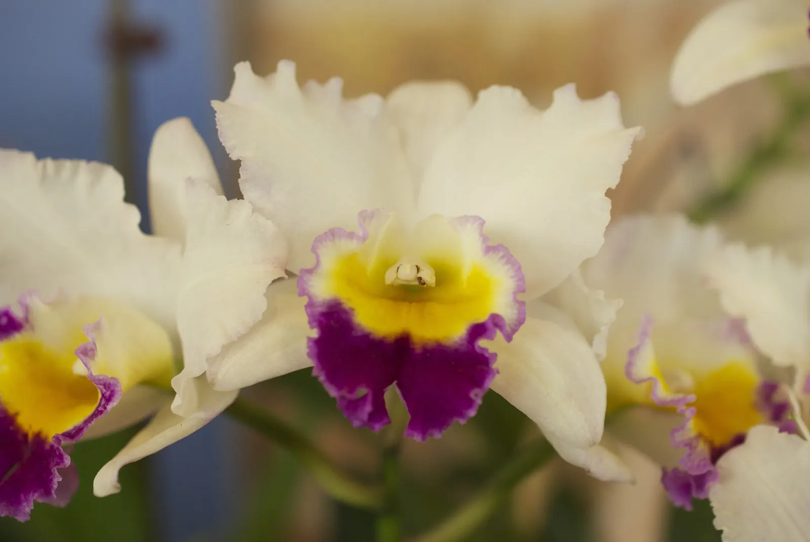 Cattleya Orchid Cultivars (Cattleya Cv.) — perennial for half or shade; and thus placements should be chosen to highlight their majestic beauty, image 84