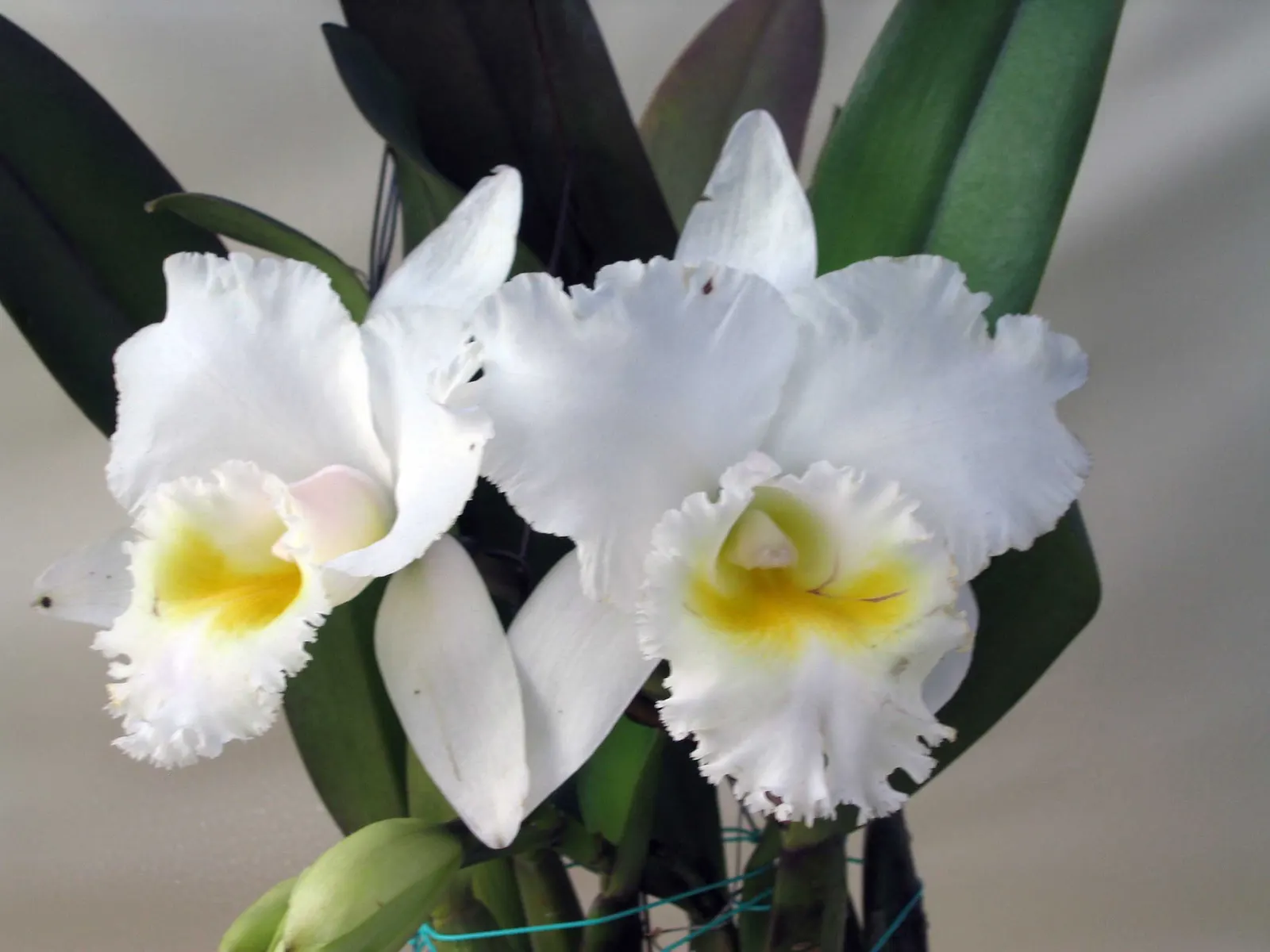 Cattleya Orchid Cultivars (Cattleya Cv.) — and yellows - often with contrasting lip markings.<br><br>Thriving in USDA hardiness zones 10-12; and thus