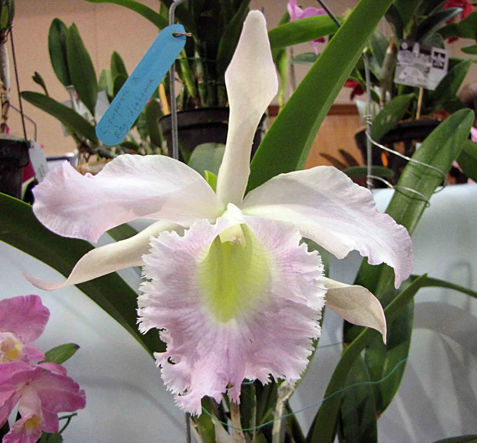 Cattleya Orchid Cultivars (Cattleya Cv.) — Watering should be done thoroughly; blossoms range from 2 to 6 inches across and come in an array of, image 102
