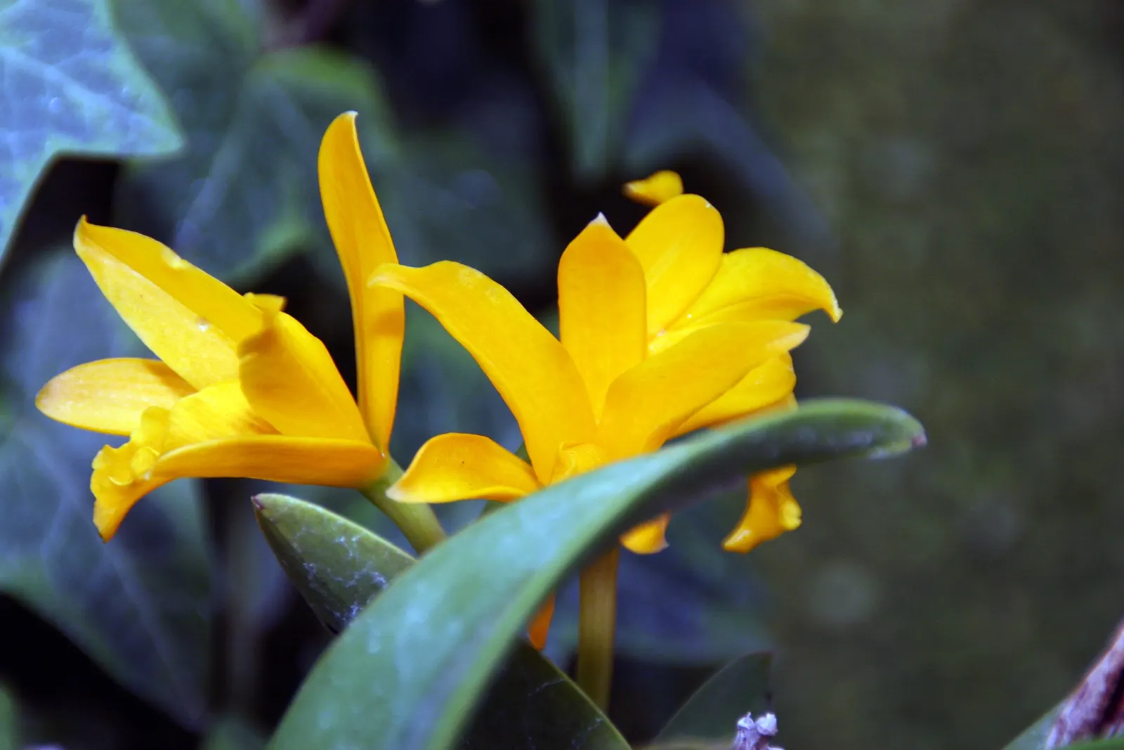 Cattleya Orchid Cultivars (Cattleya Cv.) — with its regal blooms and vibrant hues; watering should be done thoroughly