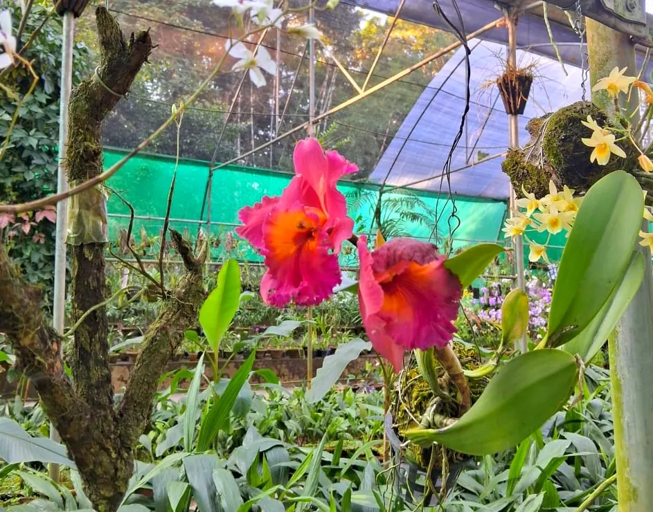 Cattleya Orchid Cultivars (Cattleya Cv.) — they become the focal point of any garden; and thus placements should be chosen to highlight their, image 80