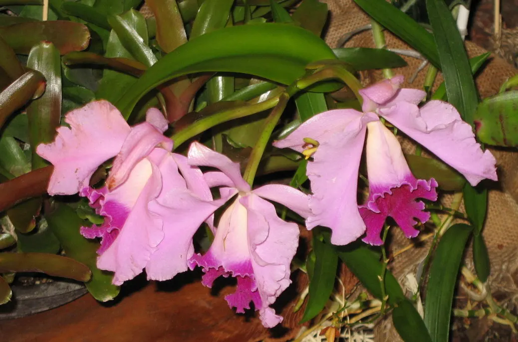 Cattleya Orchid Cultivars (Cattleya Cv.) — For a garden placement, east or west-facing settings are ideal, providing gentle morning or afternoon sun