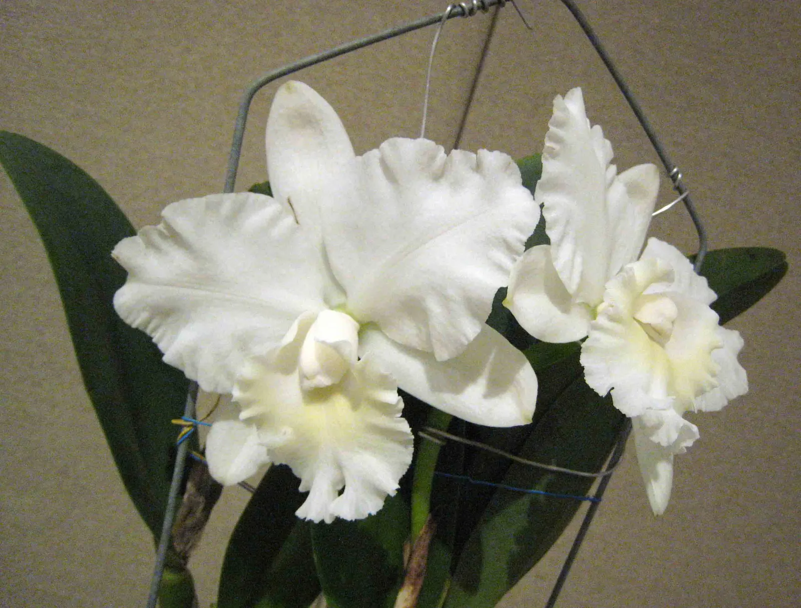 Cattleya Orchid Cultivars (Cattleya Cv.) — Cattleyas are often showcased in elevated planters or attached to the garden's trees; and thus, image 76