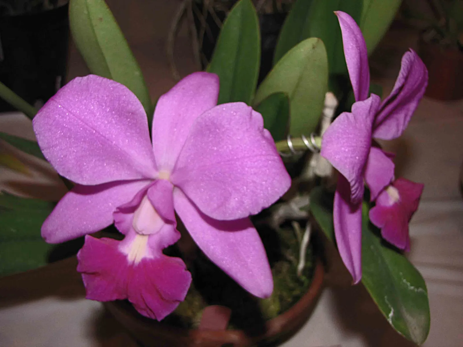 Cattleya Orchid Cultivars (Cattleya Cv.) — multi-colored and red and white and yellow flowers in the garden; blossoms range from 2 to 6 inches, image 82