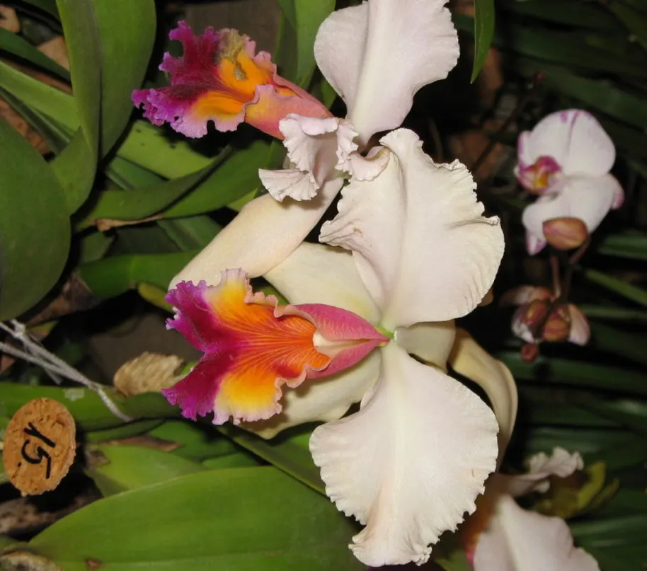Cattleya Orchid Cultivars (Cattleya Cv.) — Blossoms range from 2 to 6 inches across and come in an array of colors; watering should be done thoroughly
