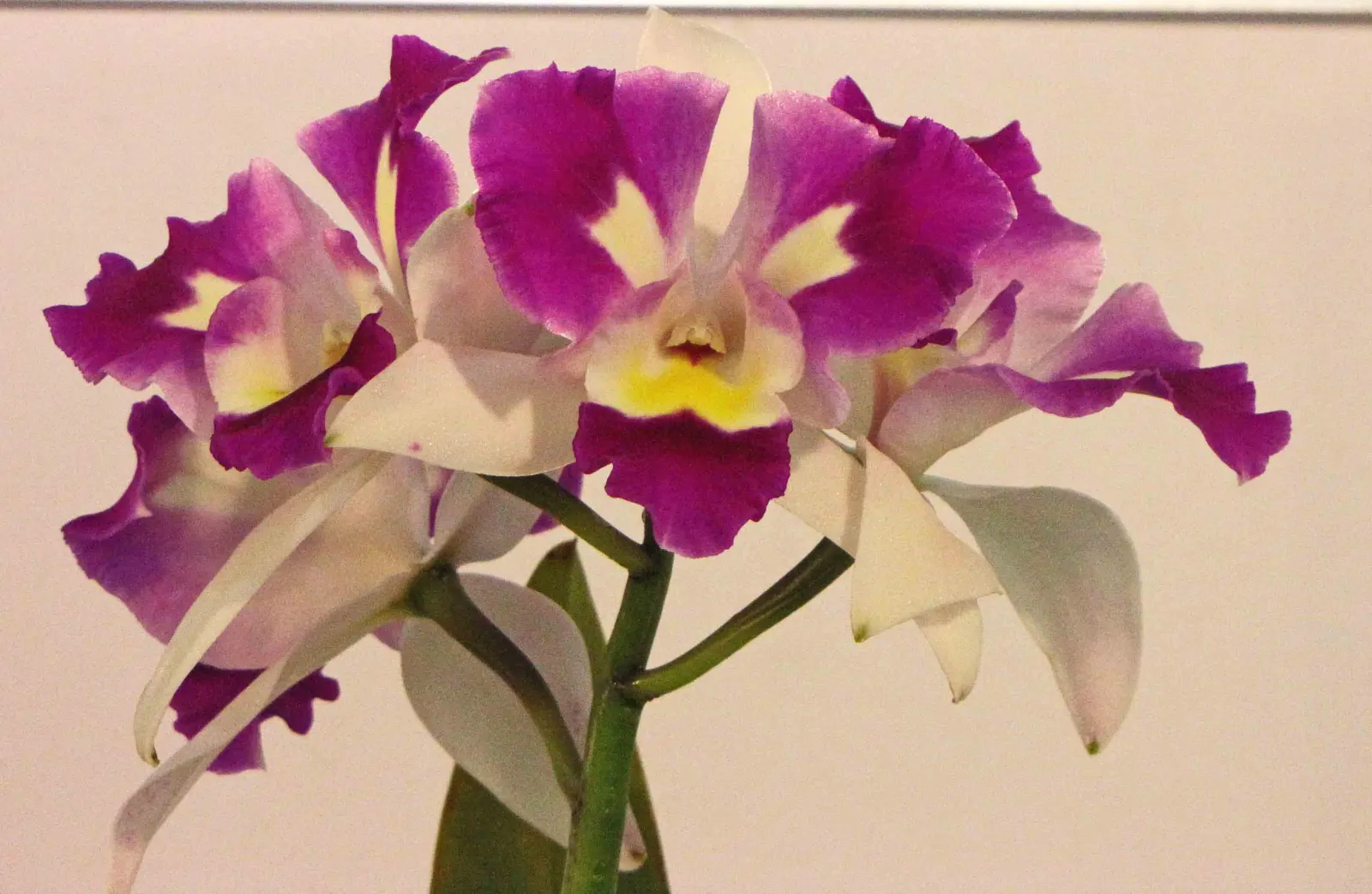 Cattleya Orchid Cultivars (Cattleya Cv.) — They can also be effectively used in well-ventilated orchid houses, bringing an exotic touch to the setting