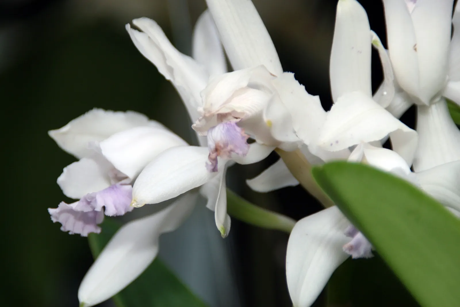 Cattleya Orchid Cultivars (Cattleya Cv.) — Preferring temperatures of 55-85&deg;F, it blossoms yearly, generally in fall; blossoms range from 2 to, image 86