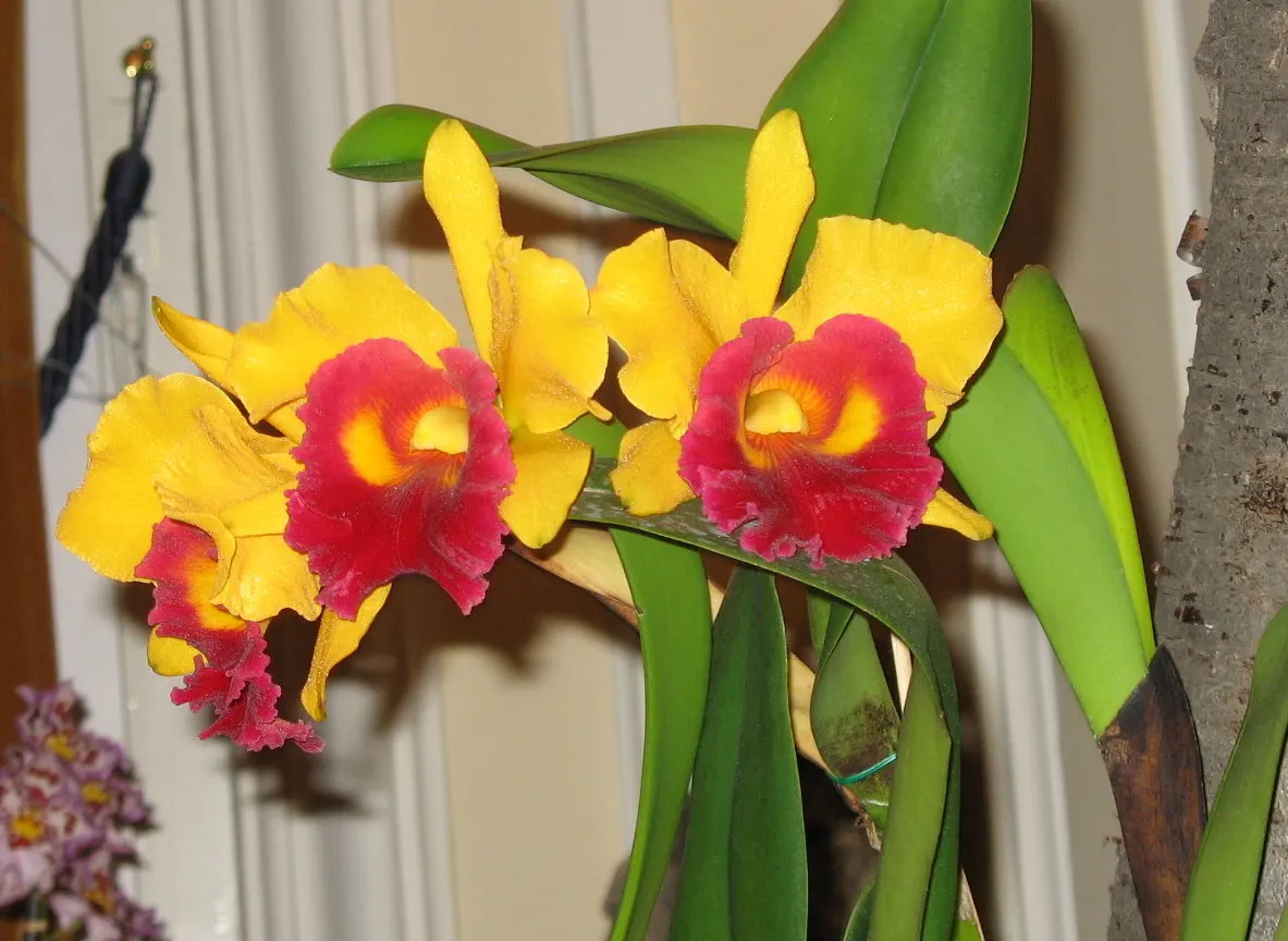 Cattleya Orchid Cultivars (Cattleya Cv.) — allowing the mix to dry slightly between irrigations.<br><br>In a landscape design; watering should be done