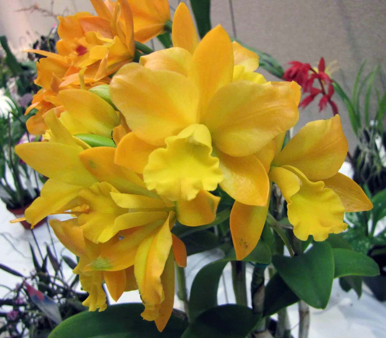Cattleya Orchid Cultivars (Cattleya Cv.) — multi-colored and red and white and yellow flowers in the garden; blossoms range from 2 to 6 inches, image 110