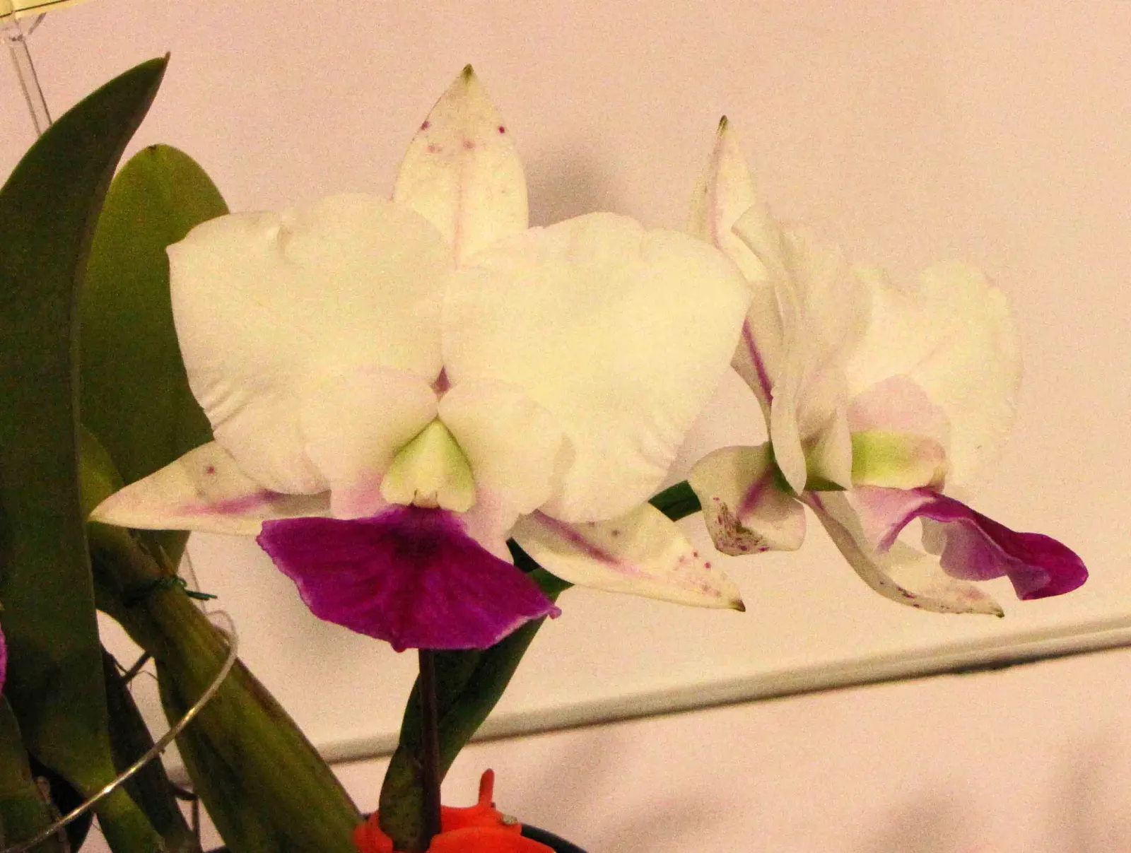 Cattleya Orchid Cultivars (Cattleya Cv.) — perennial with multi-colored and red and white and yellow blooms; watering should be done thoroughly