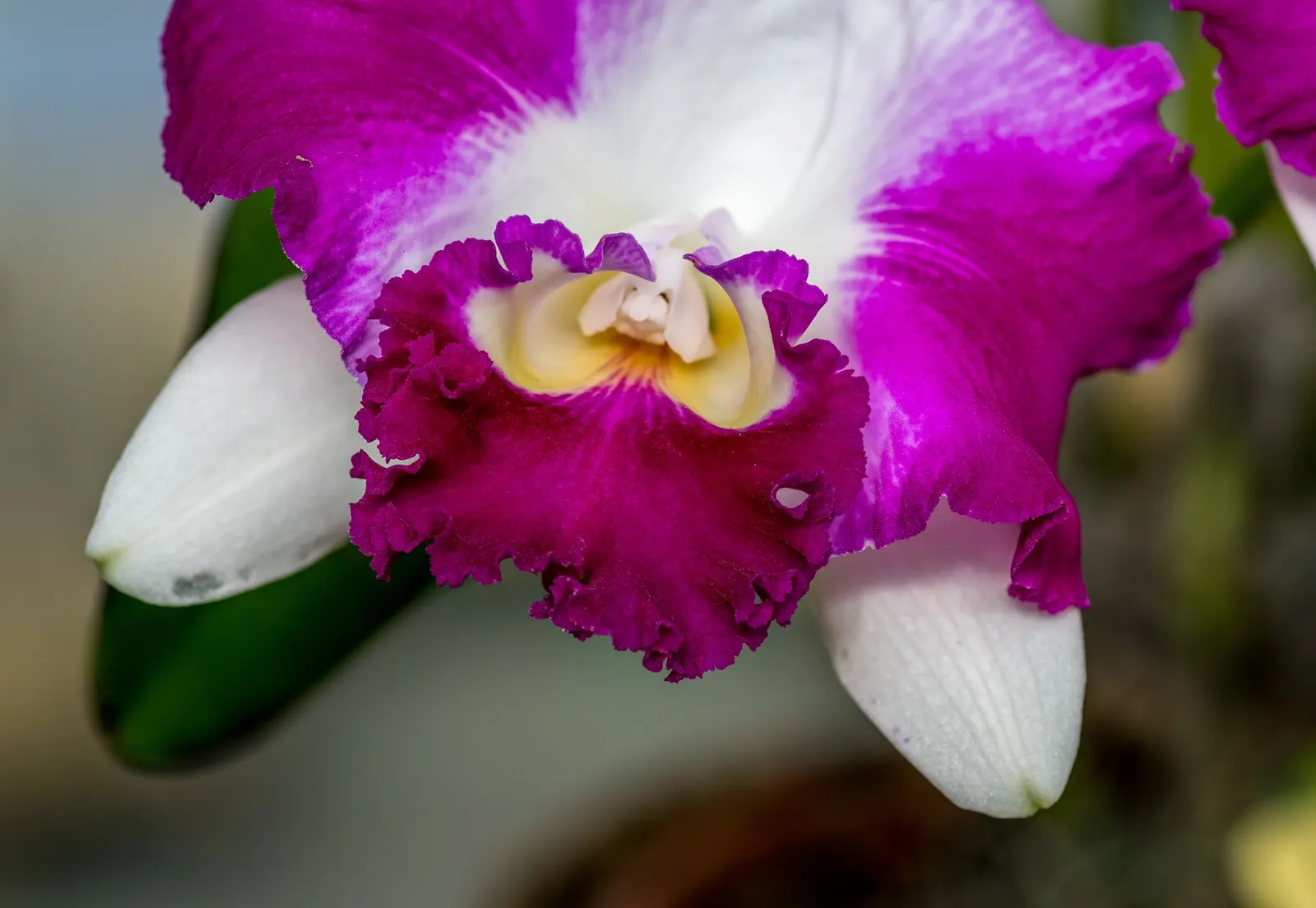 Cattleya Orchid Cultivars (Cattleya Cv.) — typically once to twice a year; watering should be done thoroughly