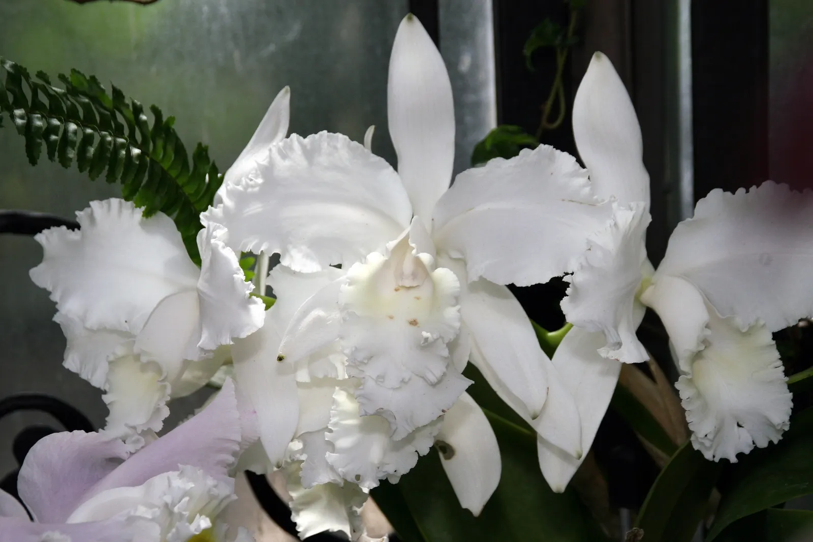 Cattleya Orchid Cultivars (Cattleya Cv.) — they become the focal point of any garden