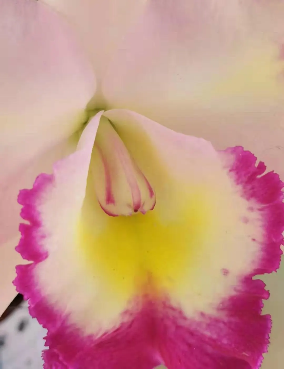 Cattleya Orchid Cultivars (Cattleya Cv.) — Blossoms range from 2 to 6 inches across and come in an array of colors; watering should be done, image 95