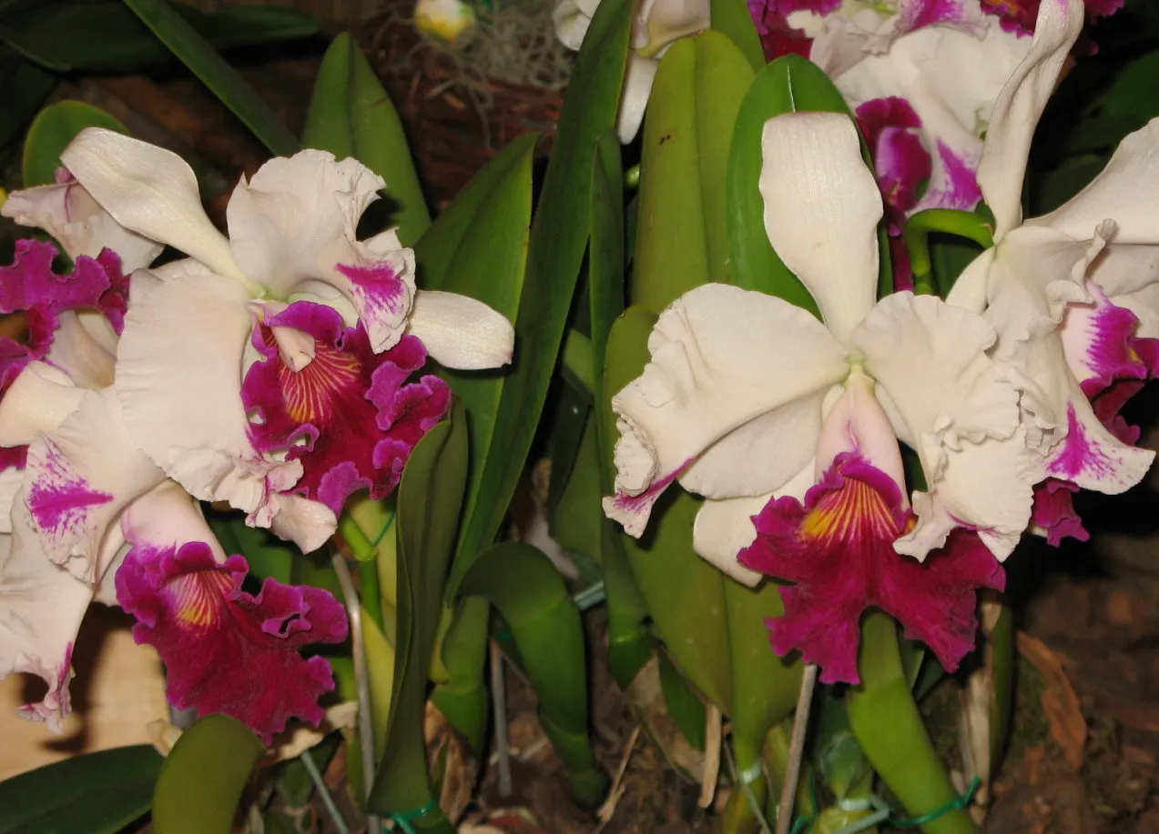 Cattleya Orchid Cultivars (Cattleya Cv.) — Cattleya Orchids are best suited for warm climates or greenhouse cultivation in cooler regions; perfect, image 97