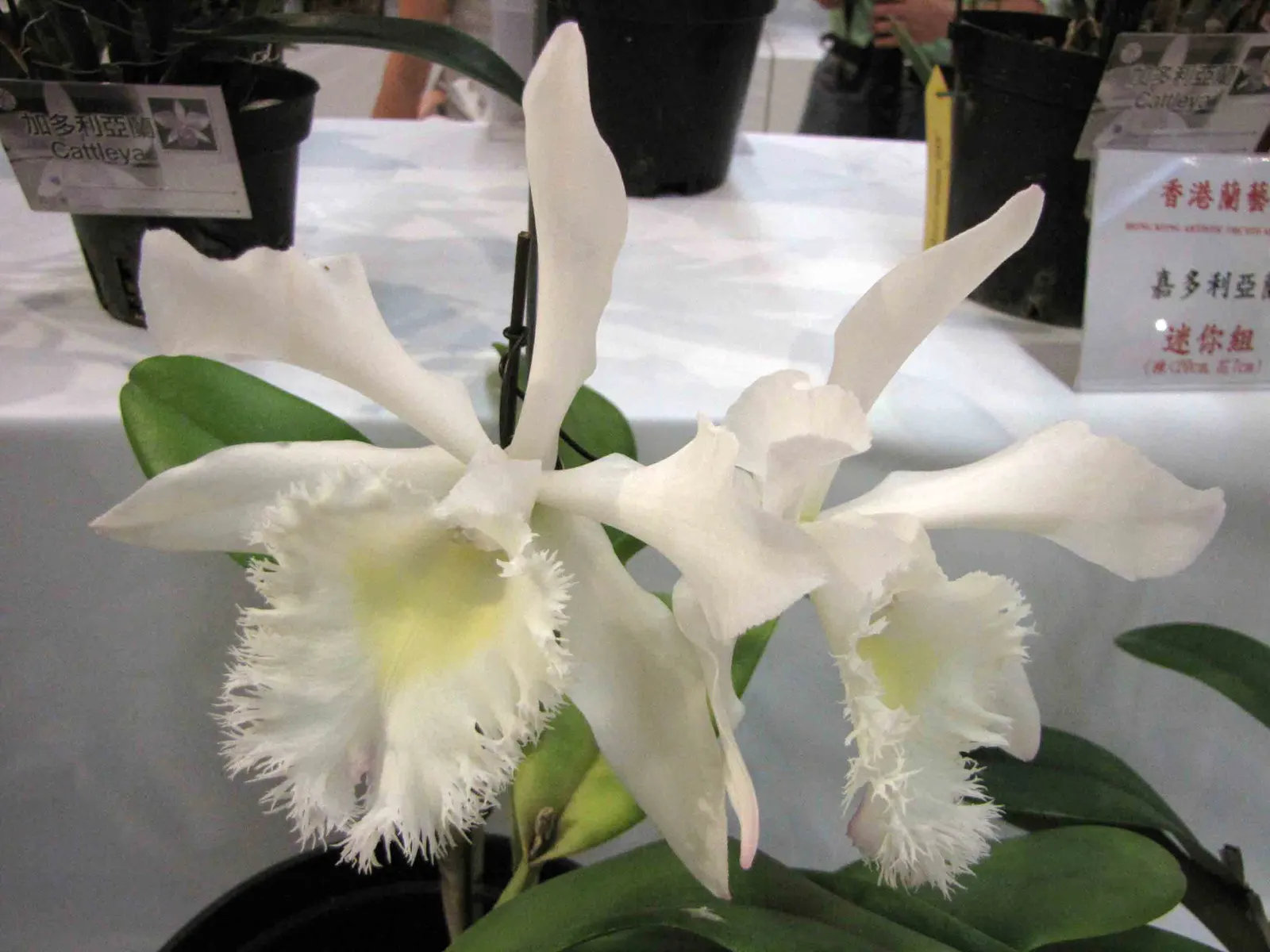 Cattleya Orchid Cultivars (Cattleya Cv.) — They do best with high humidity levels, around 40-70%, and temperatures typically between 55-85&deg;F, image 73
