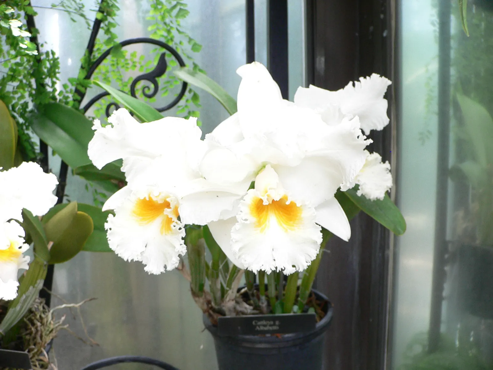 Cattleya Orchid Cultivars (Cattleya Cv.) — Cattleya cv., renowned for large, vibrant blooms, thrives in bright indirect light and high humidity