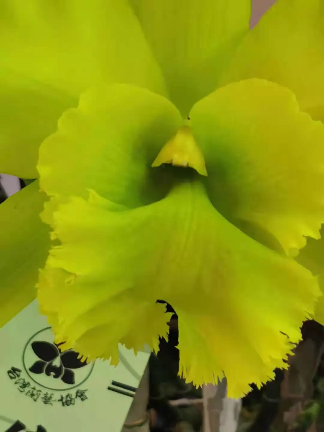Cattleya Orchid Cultivars (Cattleya Cv.) — For a garden placement, east or west-facing settings are ideal, providing gentle morning or afternoon, image 99