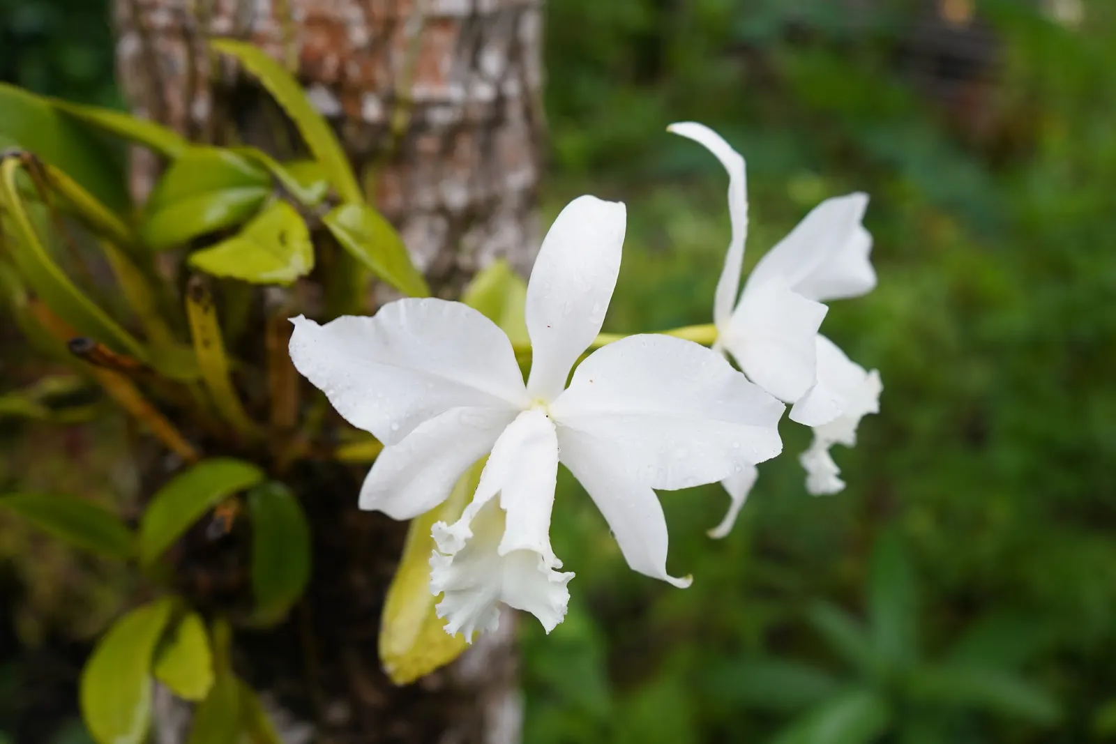 Cattleya Orchid Cultivars (Cattleya Cv.) — with its regal blooms and vibrant hues; watering should be done thoroughly, image 63