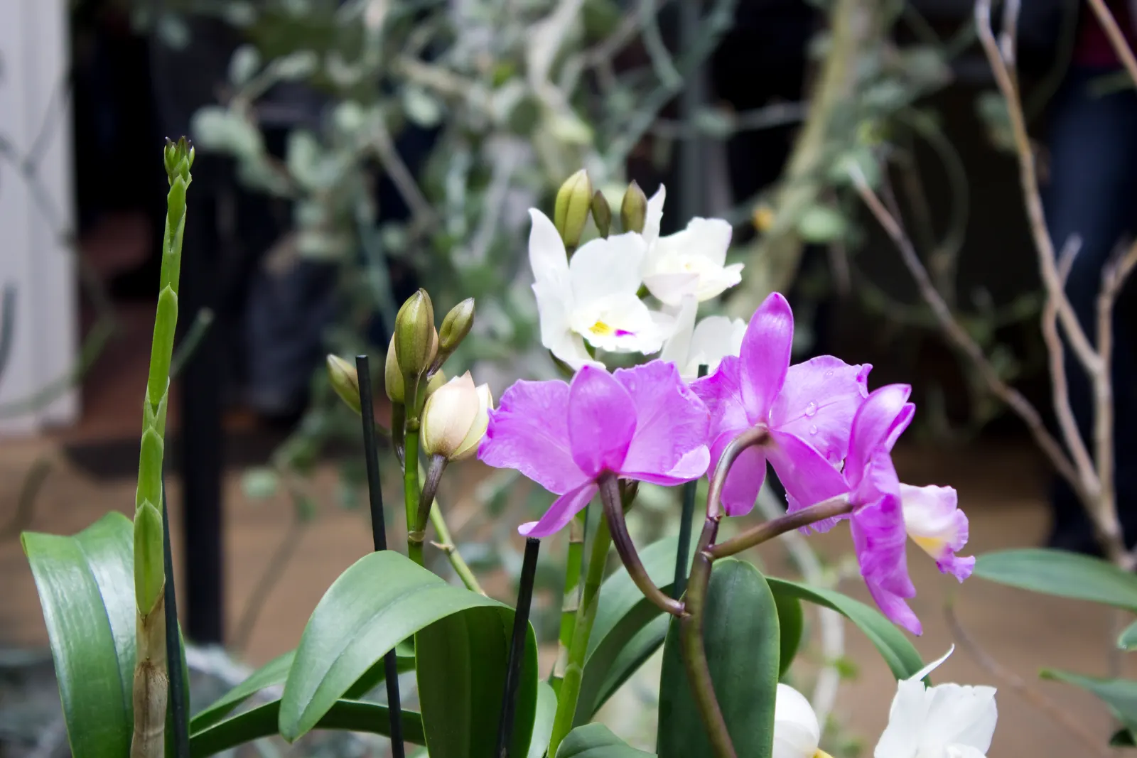 Cattleya Orchid Cultivars (Cattleya Cv.) — allowing the mix to dry slightly between irrigations.<br><br>In a landscape design; watering should be, image 103