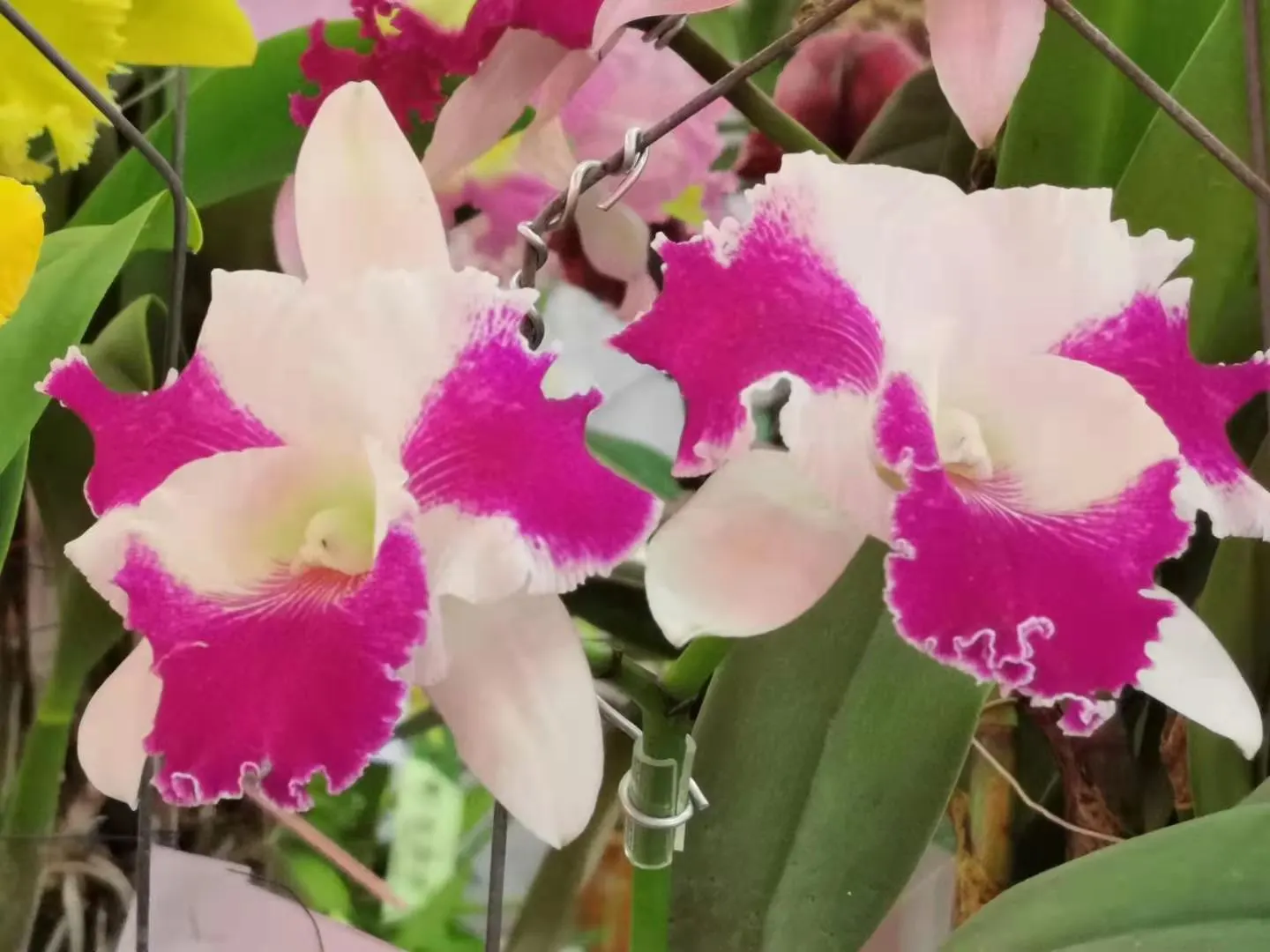 Cattleya Orchid Cultivars (Cattleya Cv.) — playing to their epiphytic nature; perfect for elevating visual interest in a garden, image 105