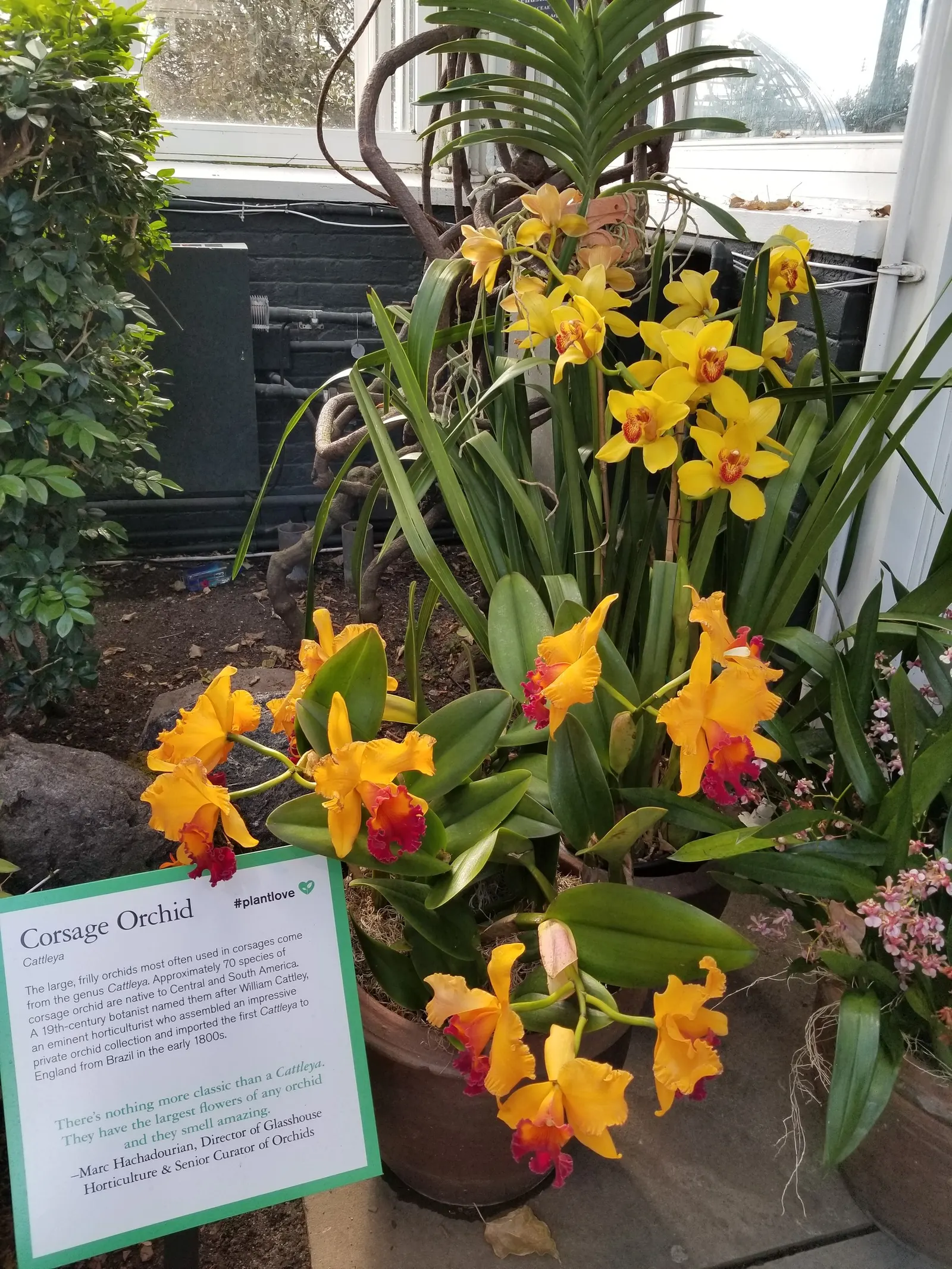 Cattleya Orchid Cultivars (Cattleya Cv.) — multi-colored and red and white and yellow flowers in the garden; blossoms range from 2 to 6 inches across and come