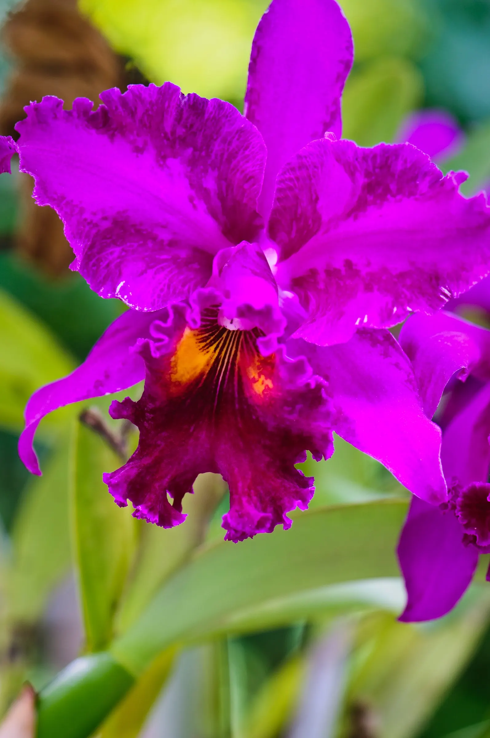 Cattleya Orchid Cultivars (Cattleya Cv.) — Belonging to the genus Cattleya; perfect for elevating visual interest in a garden, image 93