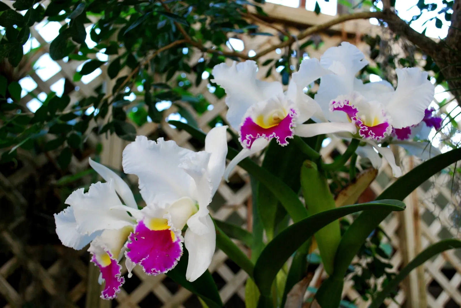 Cattleya Orchid Cultivars (Cattleya Cv.) — perennial for half or shade
