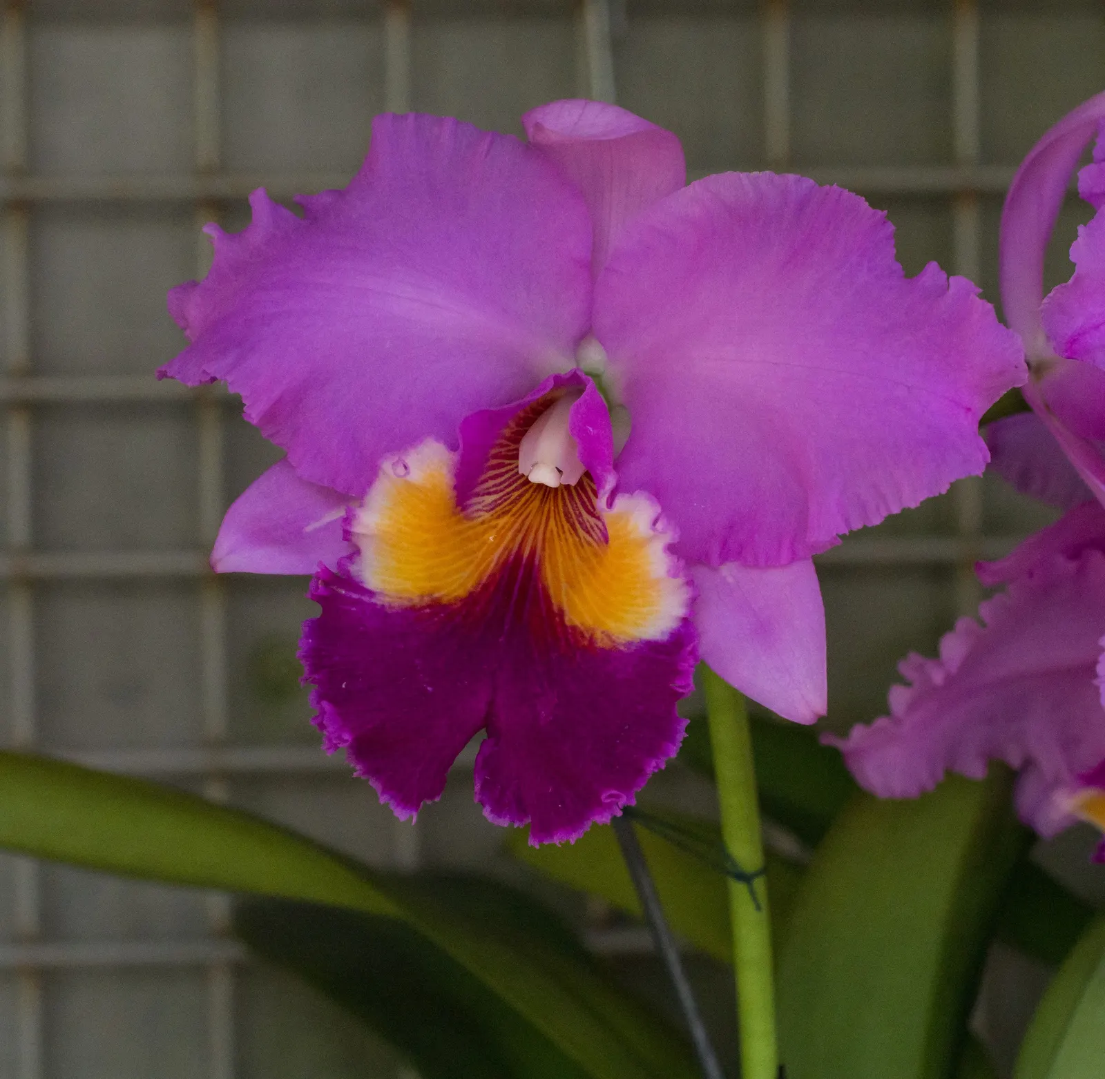 Cattleya Orchid Cultivars (Cattleya Cv.) — Blossoms range from 2 to 6 inches across and come in an array of colors