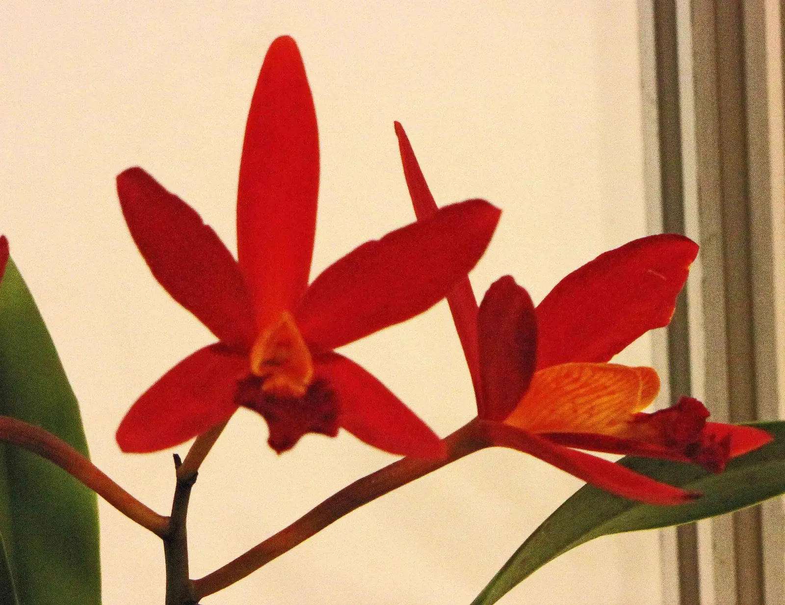 Cattleya Orchid Cultivars (Cattleya Cv.) — these orchids require well-draining medium and careful watering‚Äîmoisty; perfect for elevating visual interest in a
