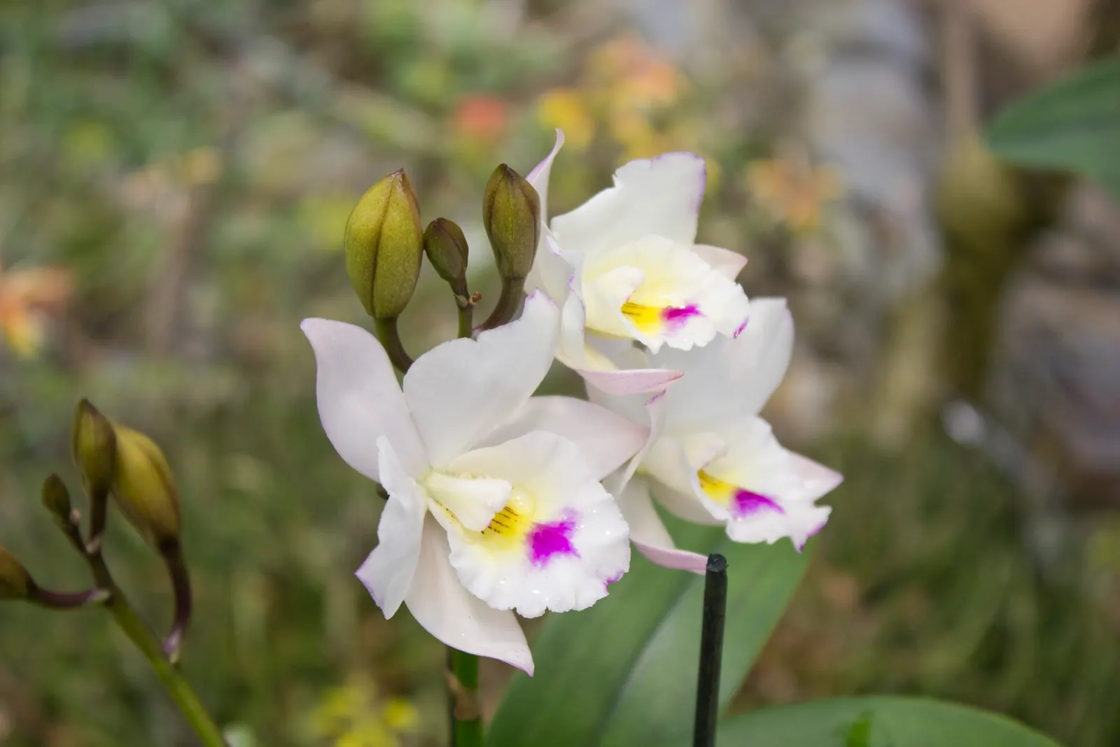 Cattleya Orchid Cultivars (Cattleya Cv.) — They do best with high humidity levels, around 40-70%, and temperatures typically between 55-85&deg;F