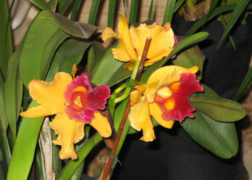 Cattleya Orchid Cultivars (Cattleya Cv.) — and thus placements should be chosen to highlight their majestic beauty
