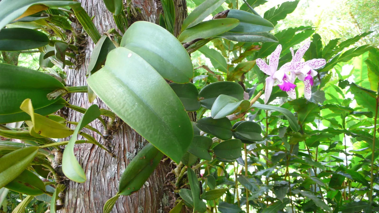 Cattleya Orchid Cultivars (Cattleya Cv.) — Watering should be done thoroughly; blossoms range from 2 to 6 inches across and come in an array of colors