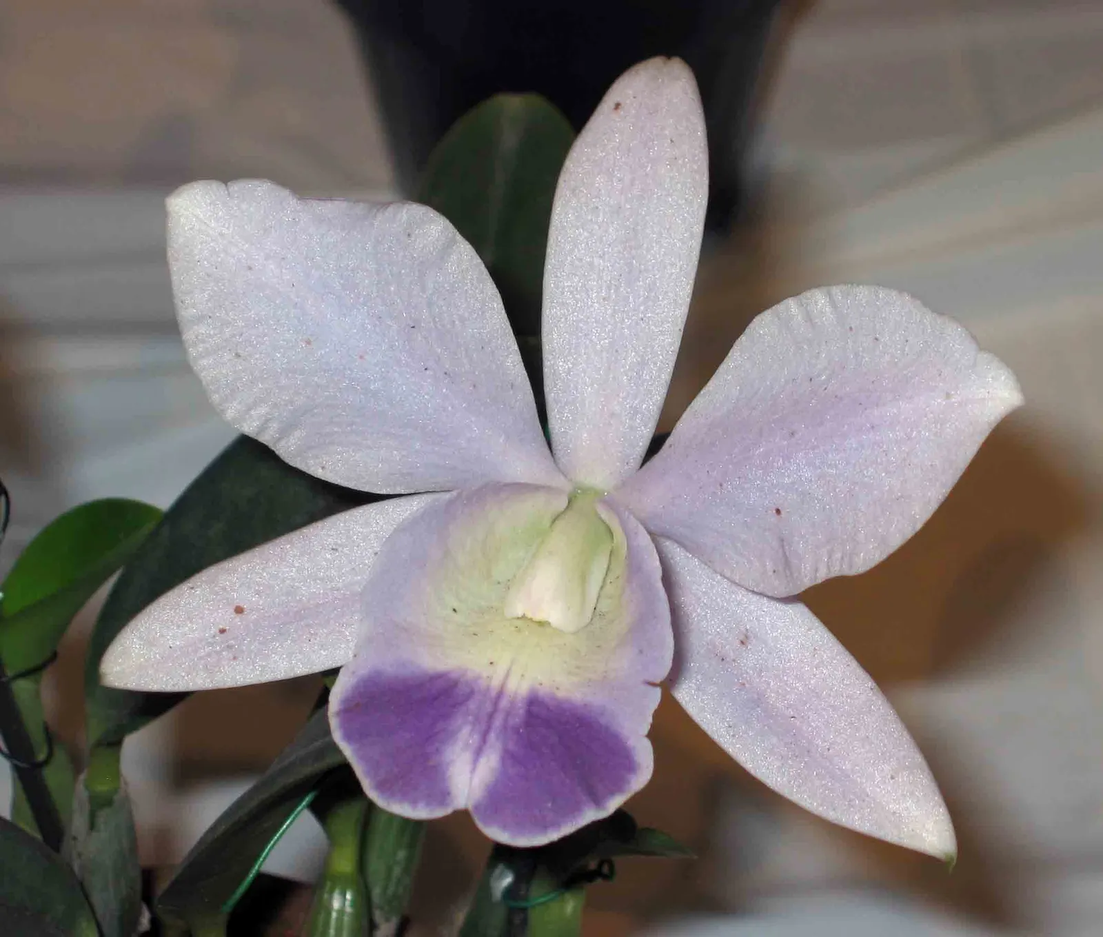 Cattleya Orchid Cultivars (Cattleya Cv.) — stands as a cornerstone of tropical splendor in the landscape; and thus placements should be chosen to, image 64