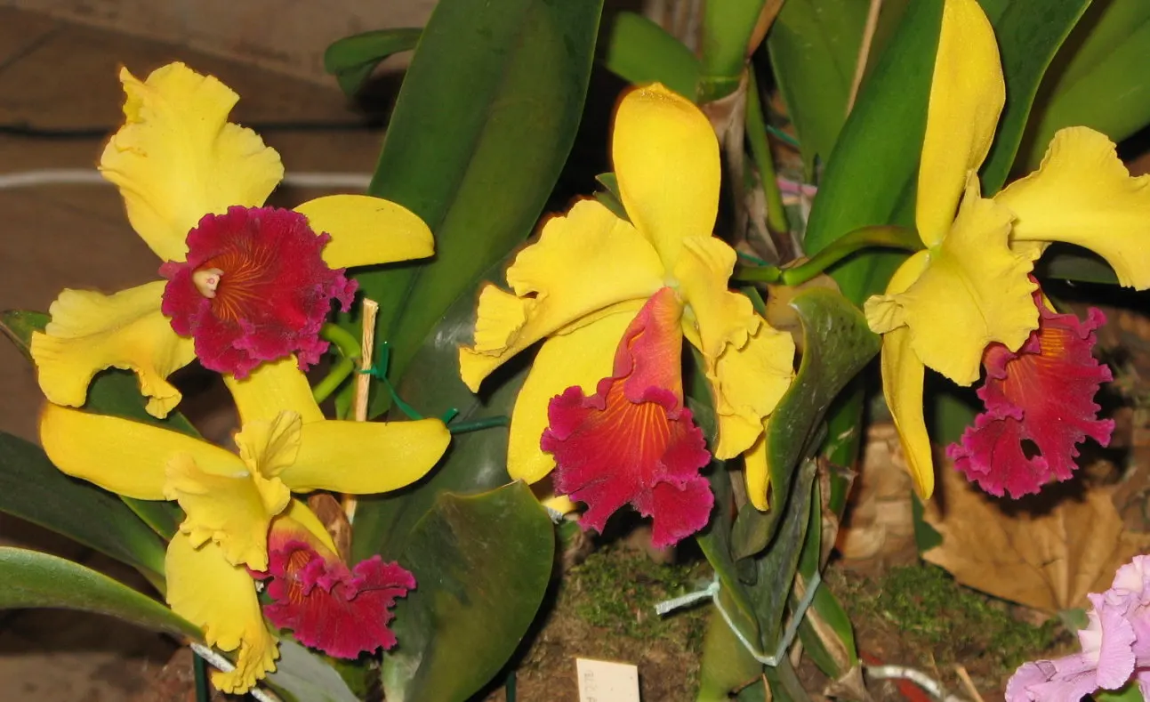 Cattleya Orchid Cultivars (Cattleya Cv.) — Perfect for elevating visual interest in a garden; and thus placements should be chosen to highlight their majestic