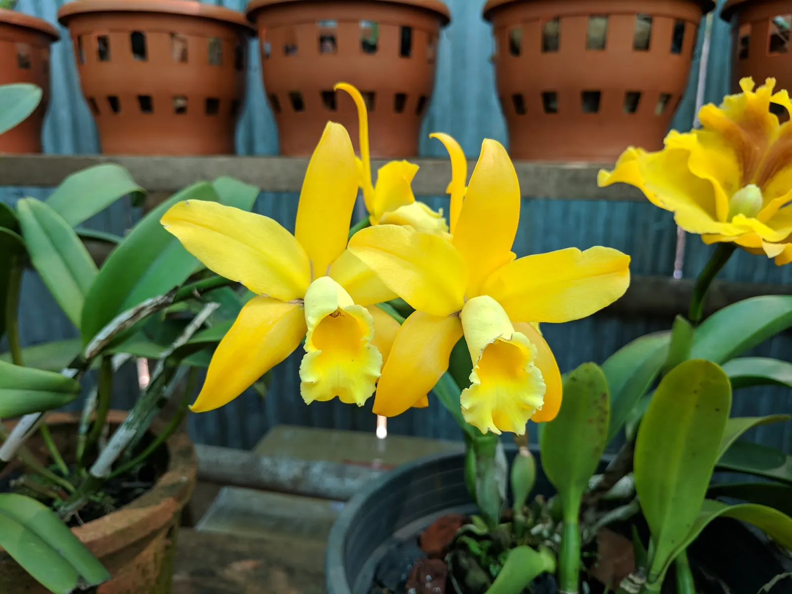 Cattleya Orchid Cultivars (Cattleya Cv.) — and yellows - often with contrasting lip markings.<br><br>Thriving in USDA hardiness zones 10-12