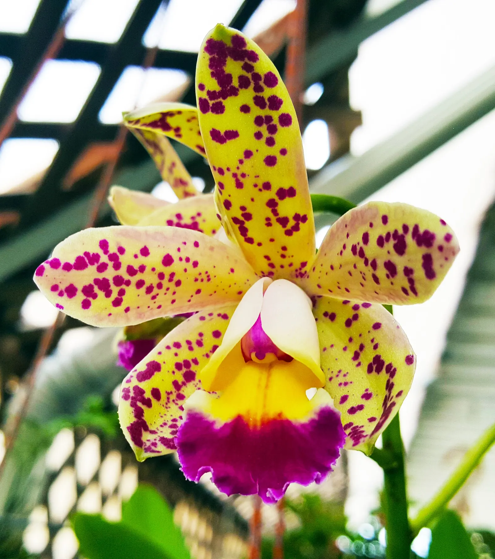Cattleya Orchid Cultivars (Cattleya Cv.) — They can also be effectively used in well-ventilated orchid houses, bringing an exotic touch to the, image 78