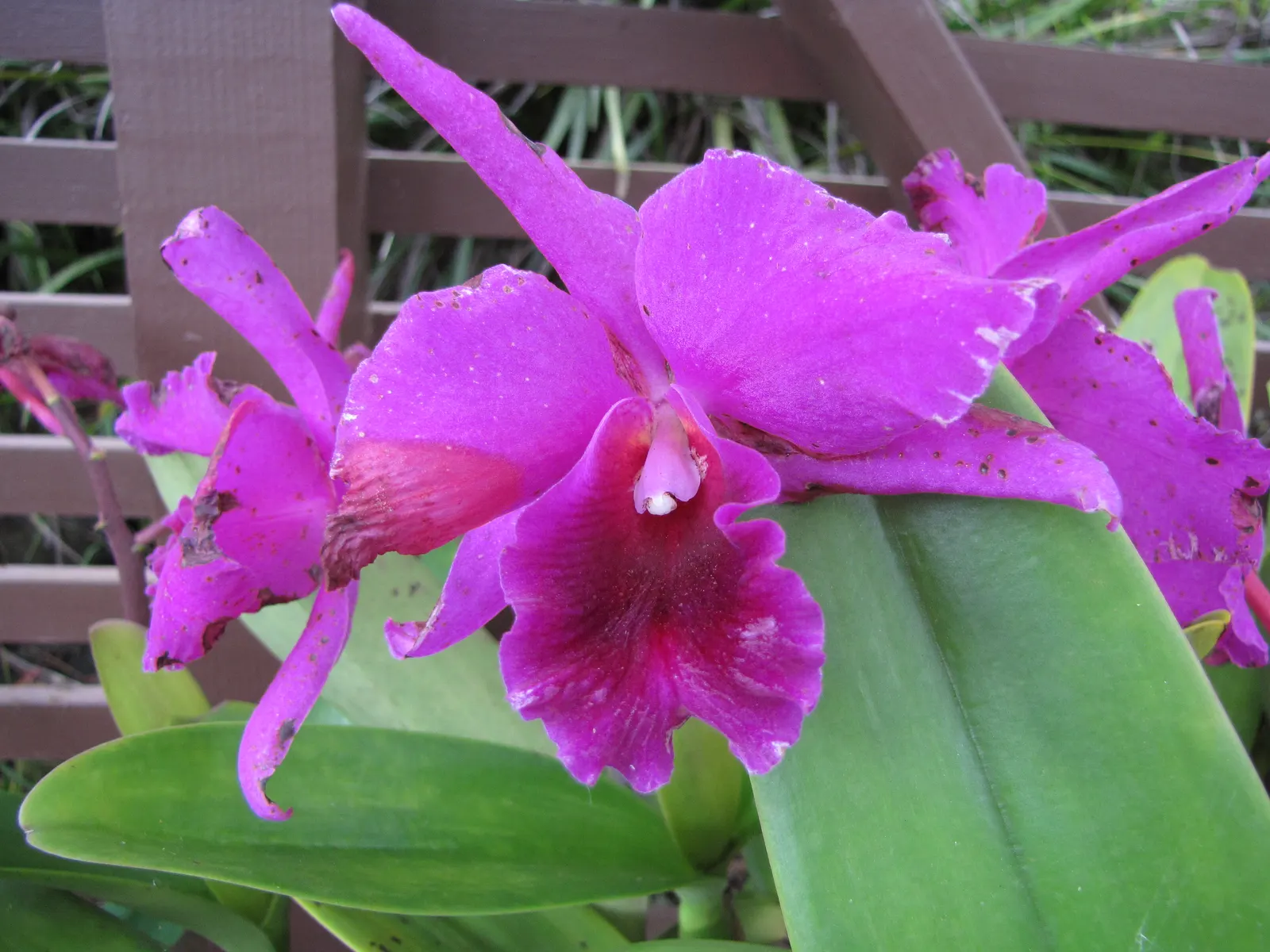 Cattleya Orchid Cultivars (Cattleya Cv.) — Plant size ranges from 6 to 24 inches tall, with flower spans up to 8 inches across