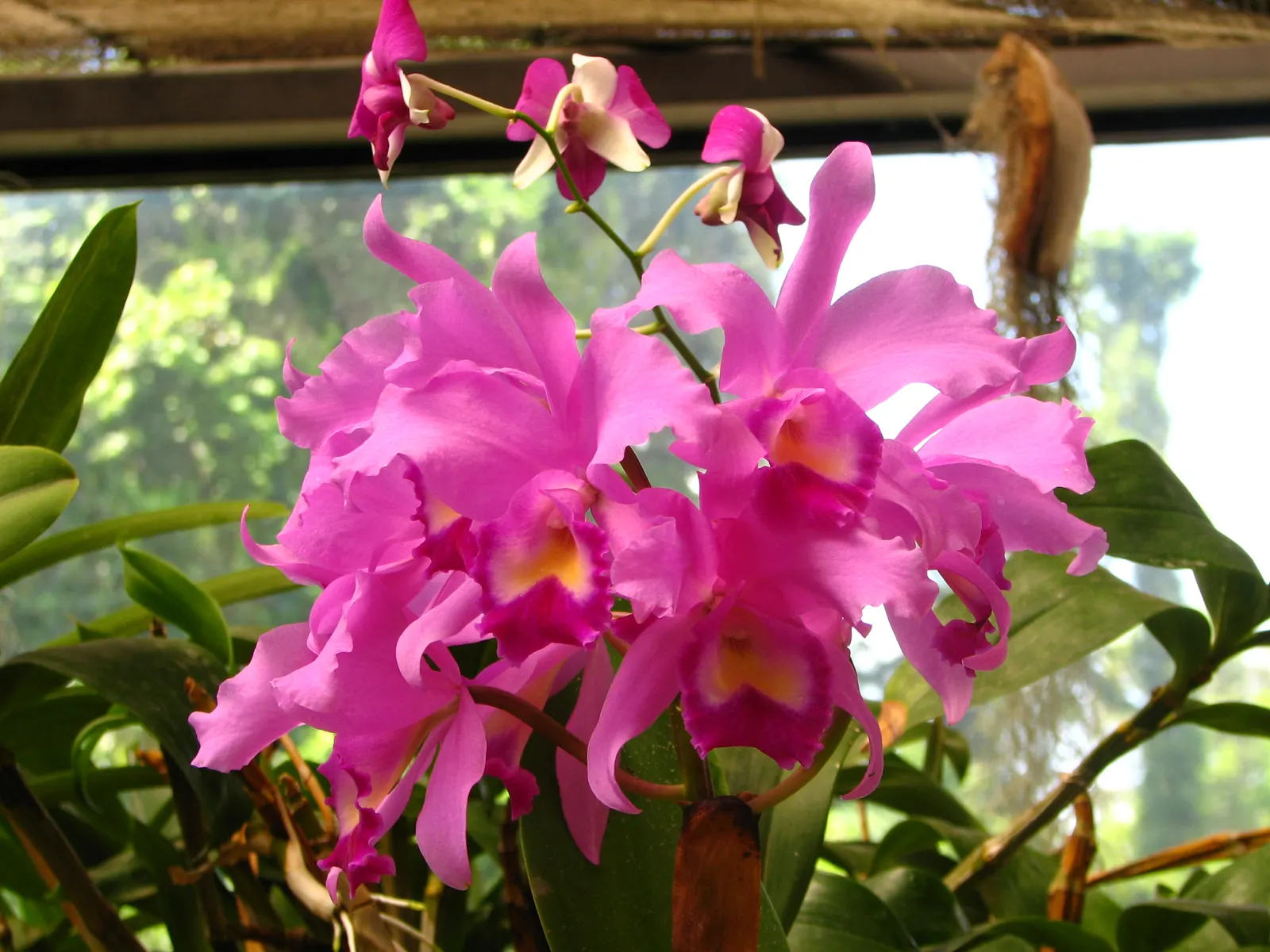 Cattleya Orchid Cultivars (Cattleya Cv.) — Cattleya cv., renowned for large, vibrant blooms, thrives in bright indirect light and high humidity, image 85