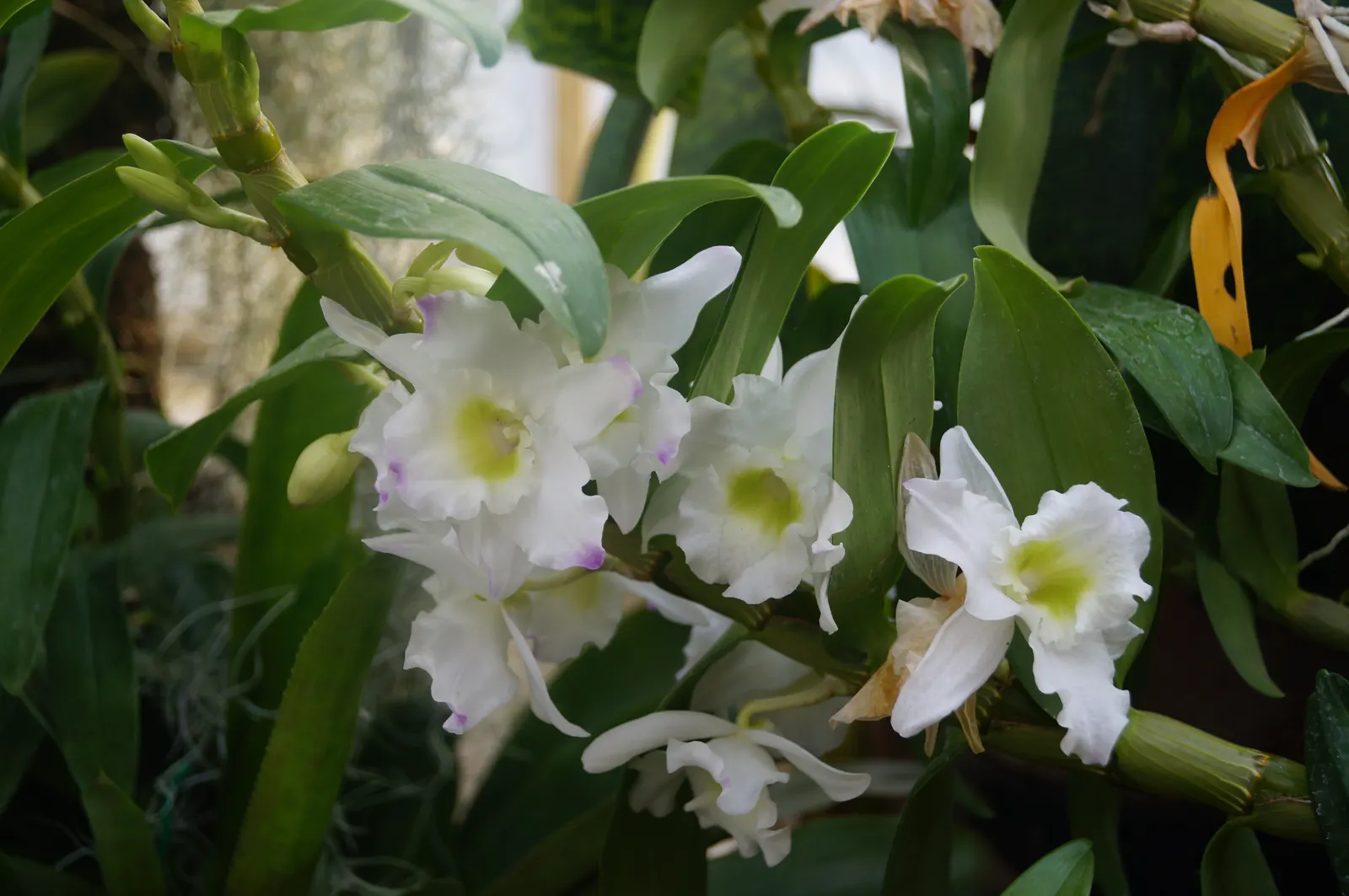 Cattleya Orchid Cultivars (Cattleya Cv.) — A dazzling choice for a statement piece in any landscape design; blossoms range from 2 to 6 inches across and come