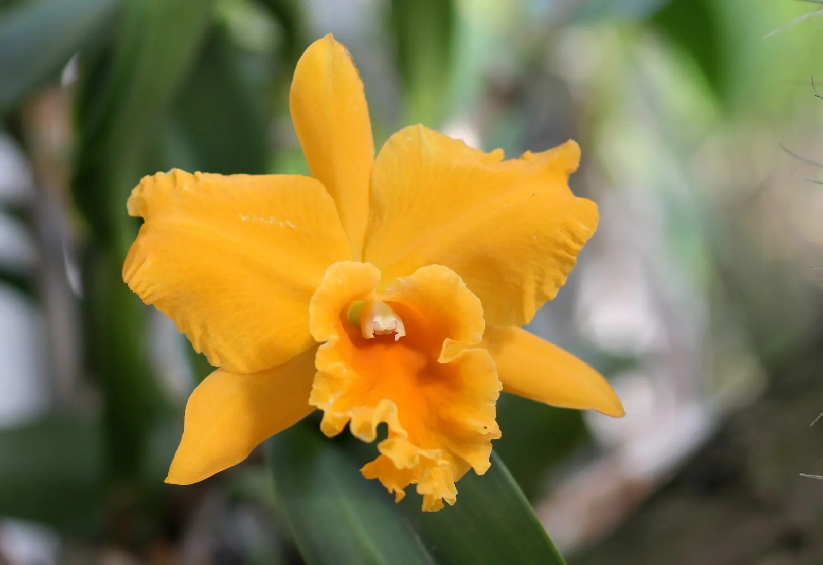 Cattleya Orchid Cultivars (Cattleya Cv.) — These epiphytes prefer dappled light, mimicking their natural rainforest canopy habitat