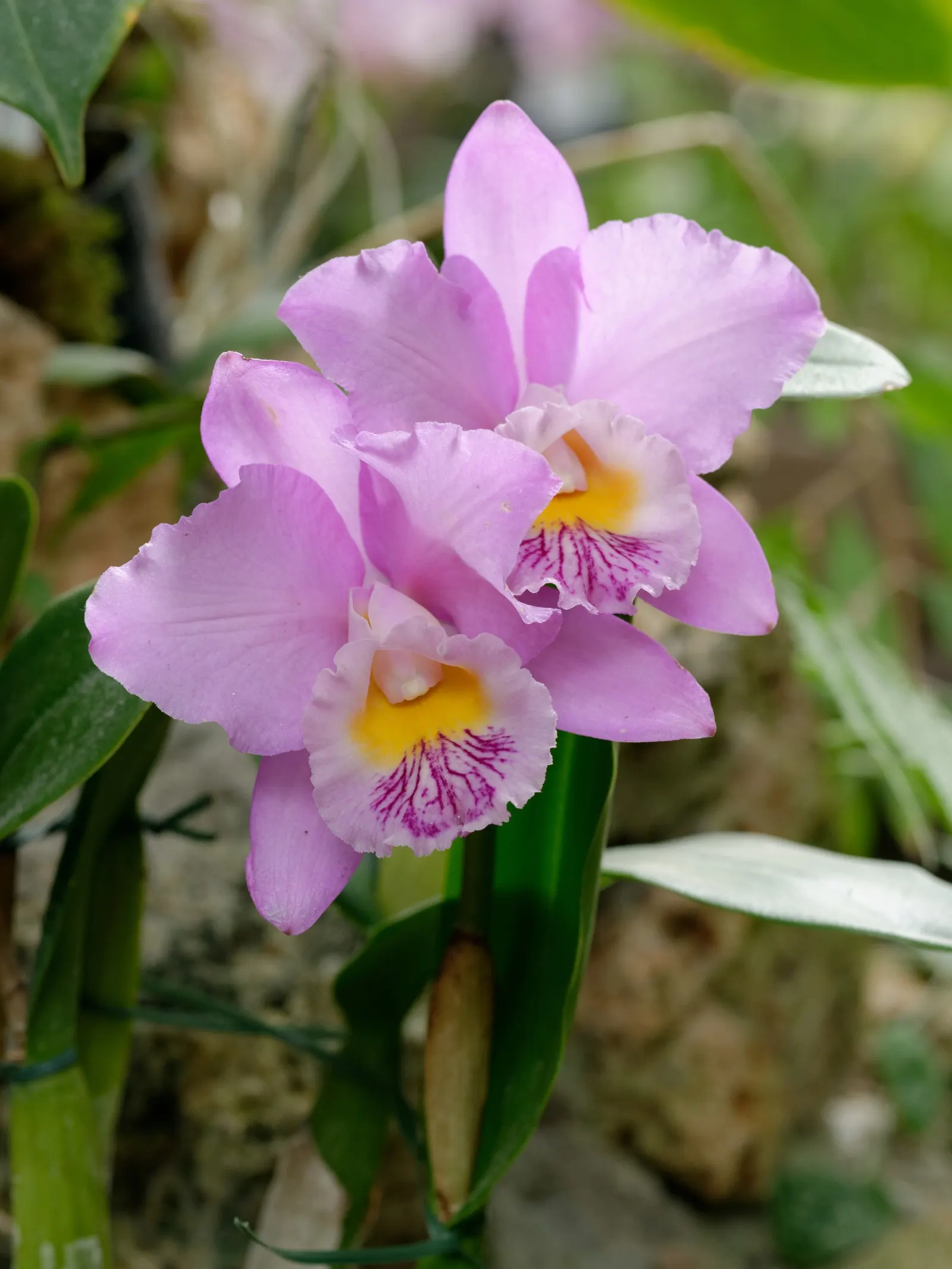 Cattleya Orchid Cultivars (Cattleya Cv.) — perennial with multi-colored and red and white and yellow blooms; watering should be done thoroughly, image 111