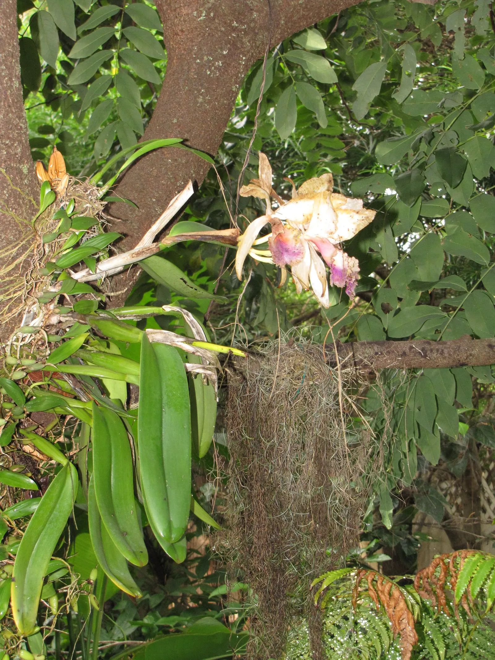 Cattleya Orchid Cultivars (Cattleya Cv.) — typically once to twice a year; watering should be done thoroughly, image 79