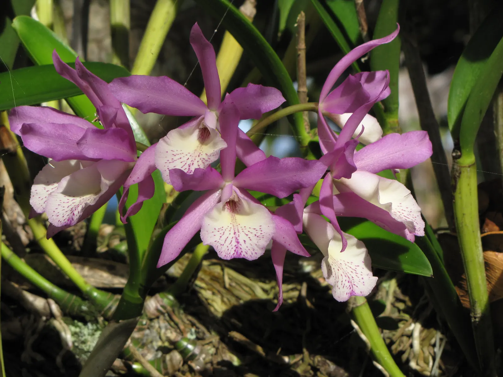 Cattleya Orchid Cultivars (Cattleya Cv.) — these orchids require well-draining medium and careful watering‚Äîmoisty; perfect for elevating visual, image 61