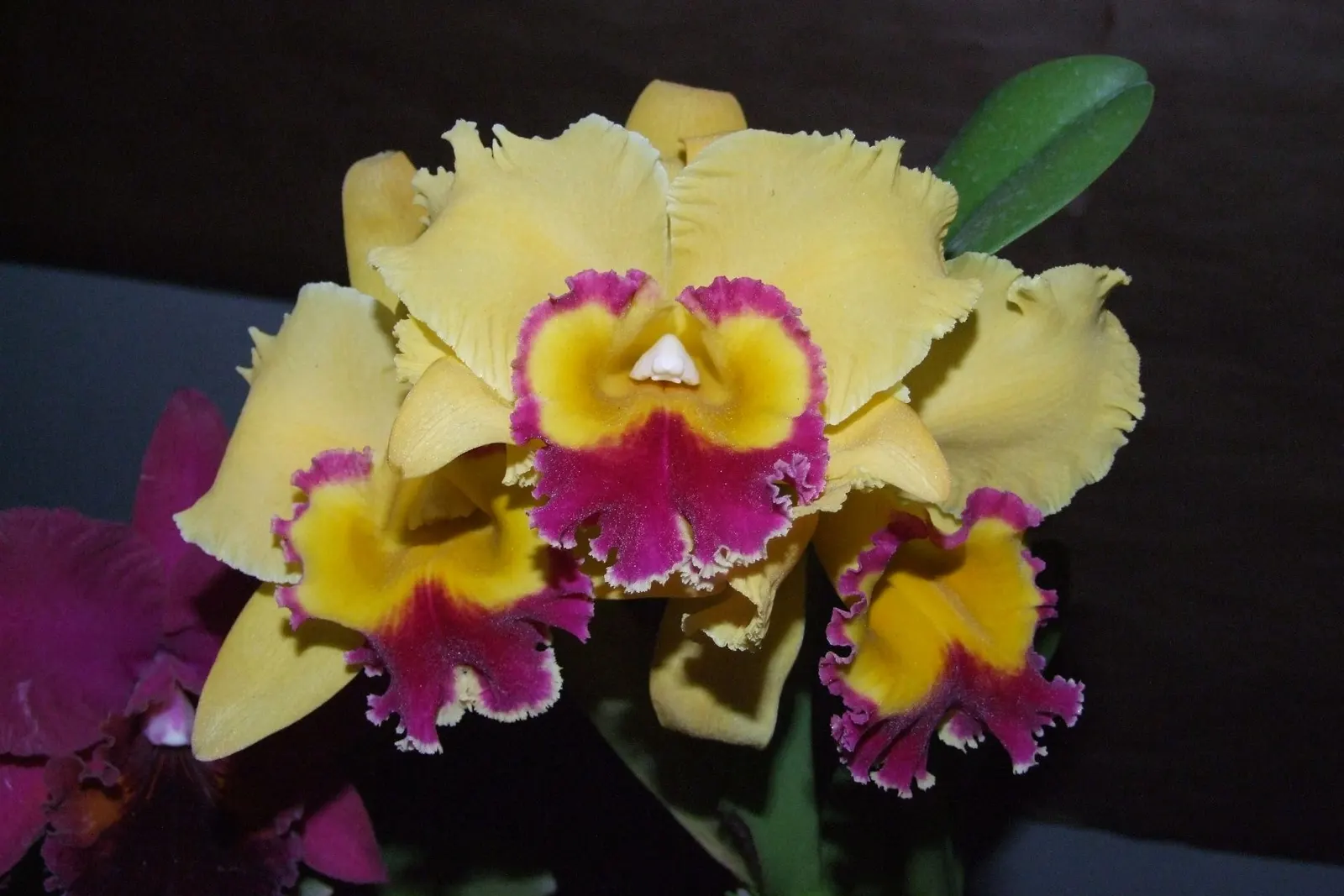 Cattleya Orchid Cultivars (Cattleya Cv.) — They can also be effectively used in well-ventilated orchid houses, bringing an exotic touch to the, image 50