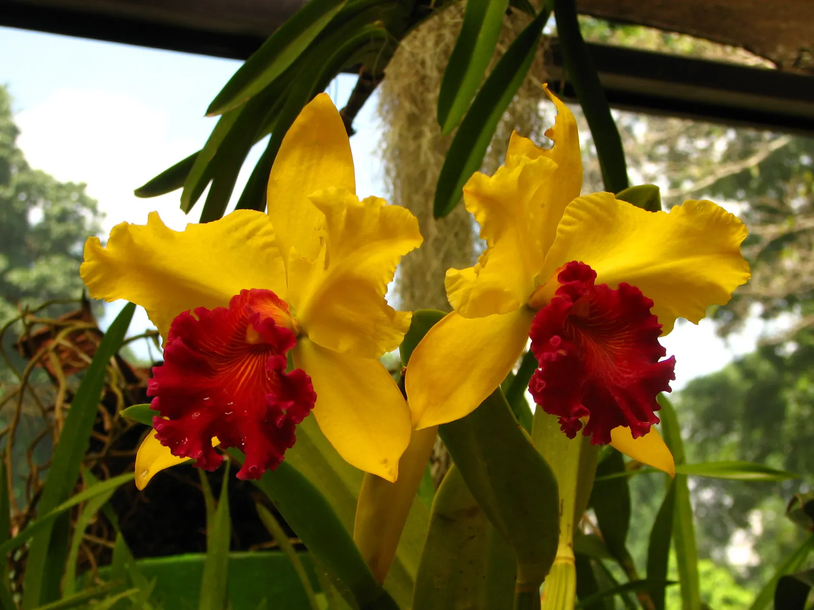 Cattleya Orchid Cultivars (Cattleya Cv.) — They do best with high humidity levels, around 40-70%, and temperatures typically between 55-85&deg;F, image 101